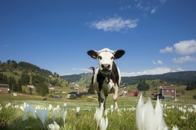İlkbaharda mor, sonbaharda beyaza bürünen Kadıralak Yaylası